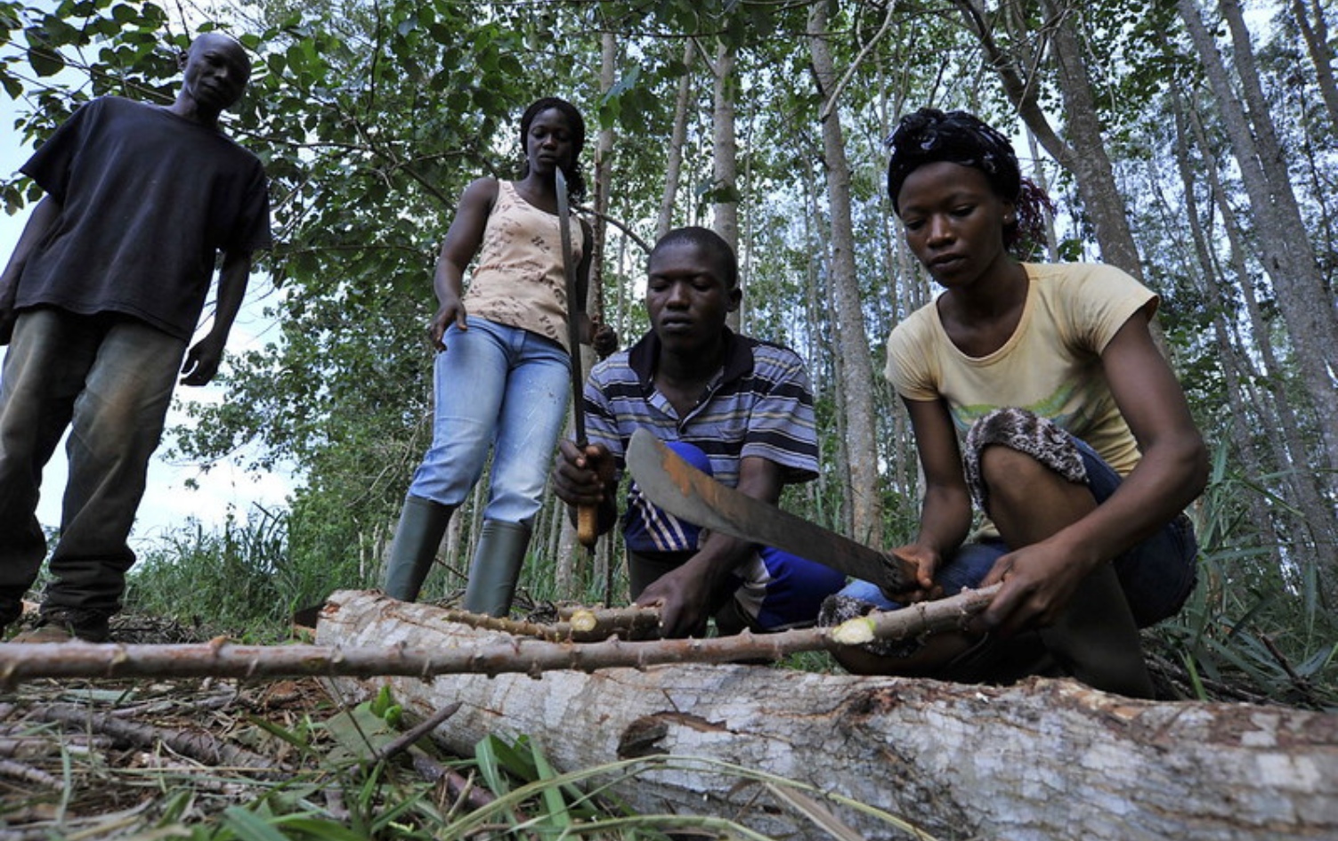 Photo:  ©FAO/Riccardo Gangale