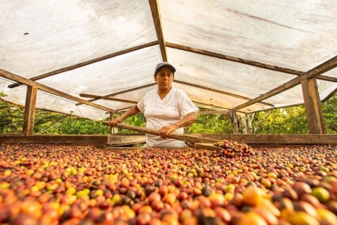 sustainable coffee production in amazon